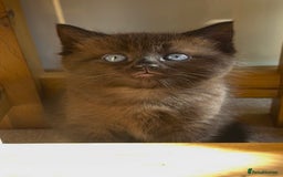 Persian cats for sale: ALL SOLD! PERSIAN-RAGDOLL KITTENS - Image 24