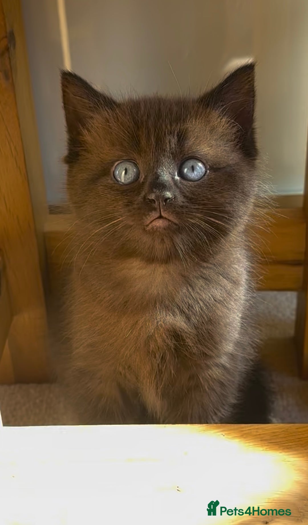 Persian cats for sale: ALL SOLD! PERSIAN-RAGDOLL KITTENS - Image 24