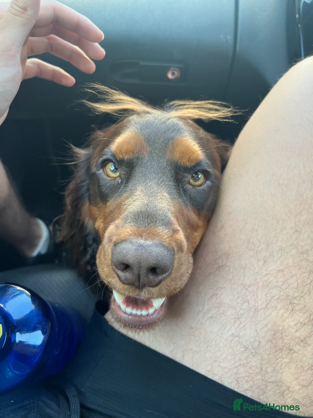 Cocker Spaniel dogs for stud: 🐾 Proven Stud - Healthy Working Cocker Spaniel 🐾 - Advert 9