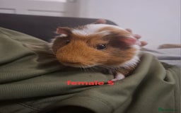 Guinea Pig rodents for sale: 13 guinea pigs mixed breed - Advert 22