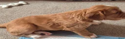 Cocker Spaniel dogs for sale: 5 beautiful cocker puppies - Advert 15