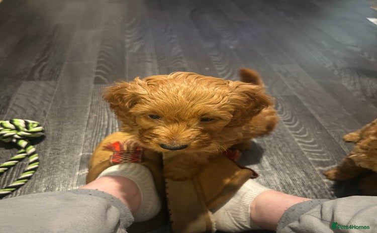 Cavapoo dogs - Advert 1
