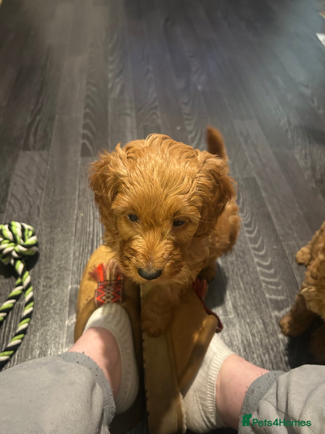Cavapoo dogs for sale: Cavapoo puppies for sale - Image 1