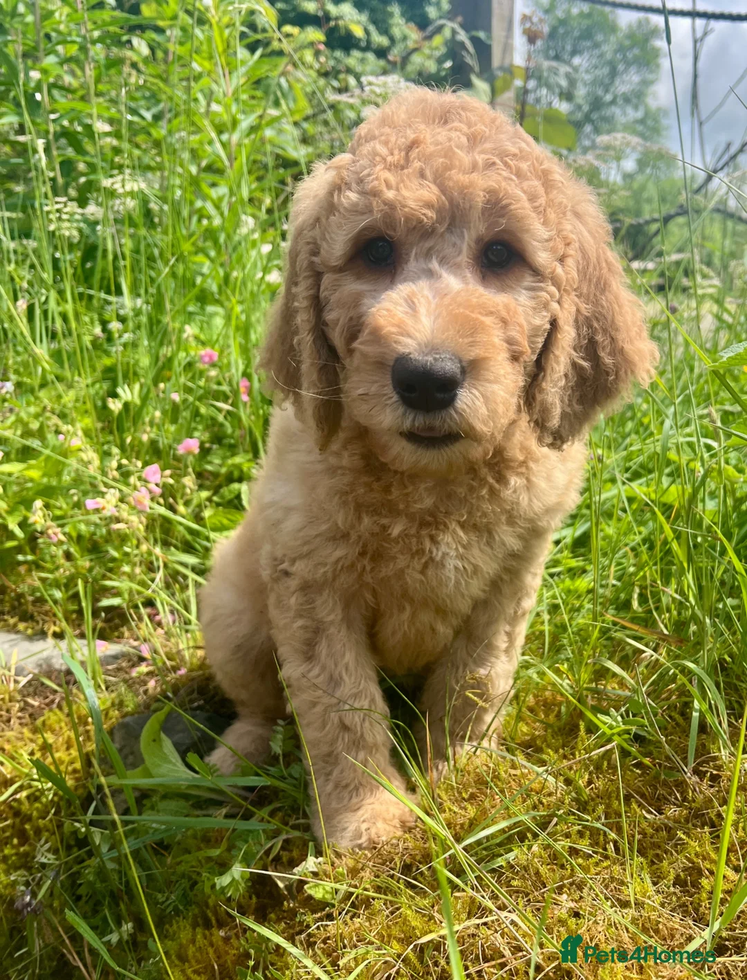 Labradoodle dogs for sale: Stunning F1 labradoodle  - Advert 1