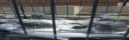 Mixed Breed birds for sale: PIGEONS FOR SALE  in High Wycombe - Advert 4