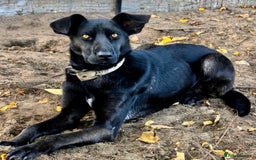 Labrador Retriever dogs for adoption: Julia: The Dog Left Behind - Image 2