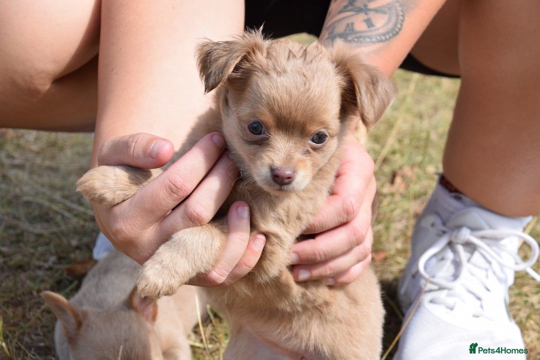 Chihuahua dogs for sale: One of a kind ChiPin Puppies - Image 15