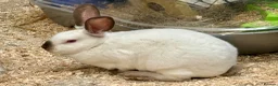 Mixed Breed rabbits for sale: Young rabbits, 9-11 weeks old - Advert 3