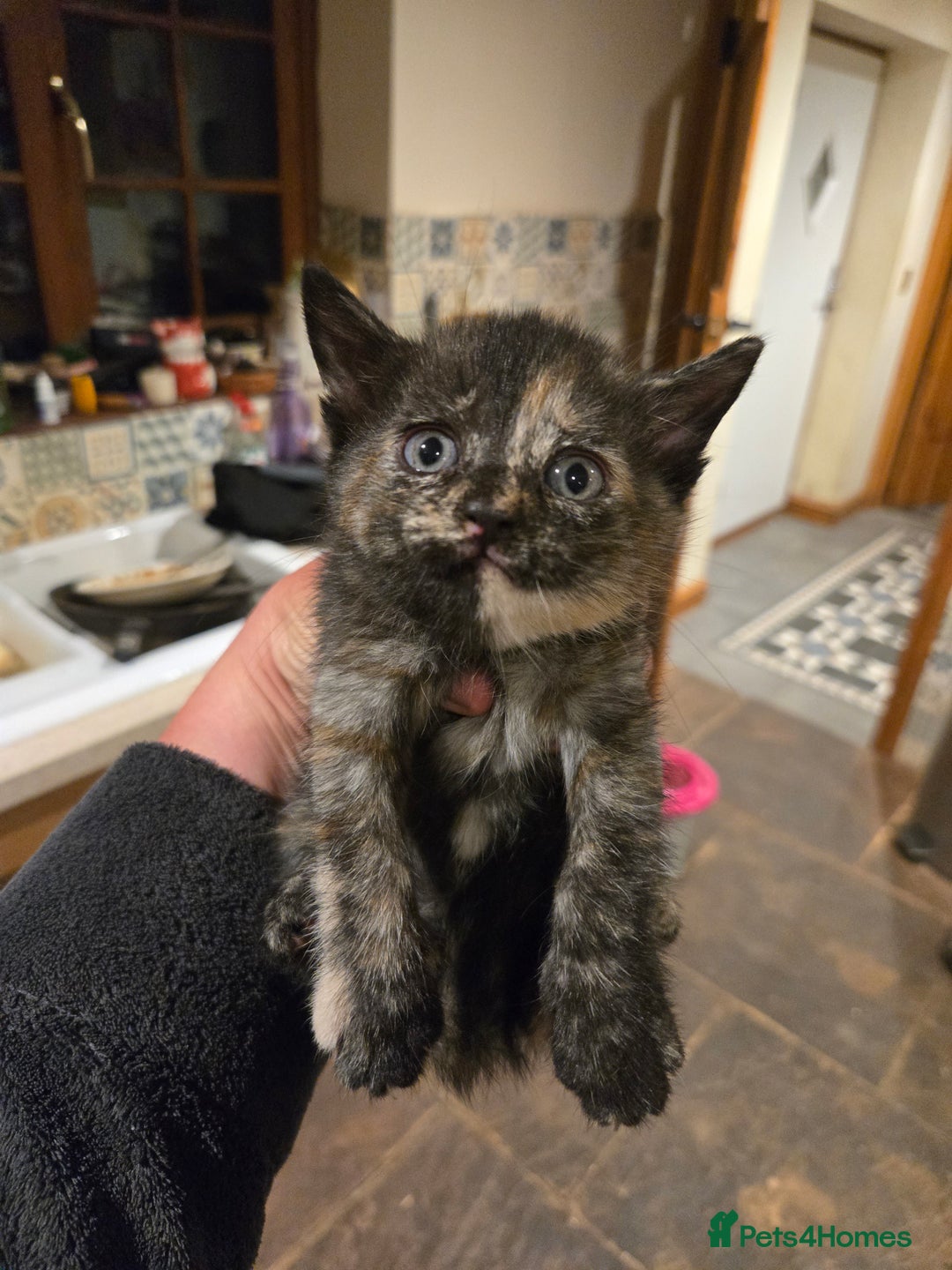 British Shorthair cats for sale: Beautifully marked kittens.  - Image 16