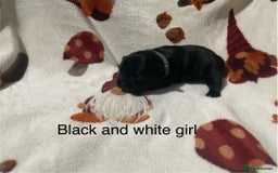 French Bulldog dogs for sale: French bulldog puppies - Image 15