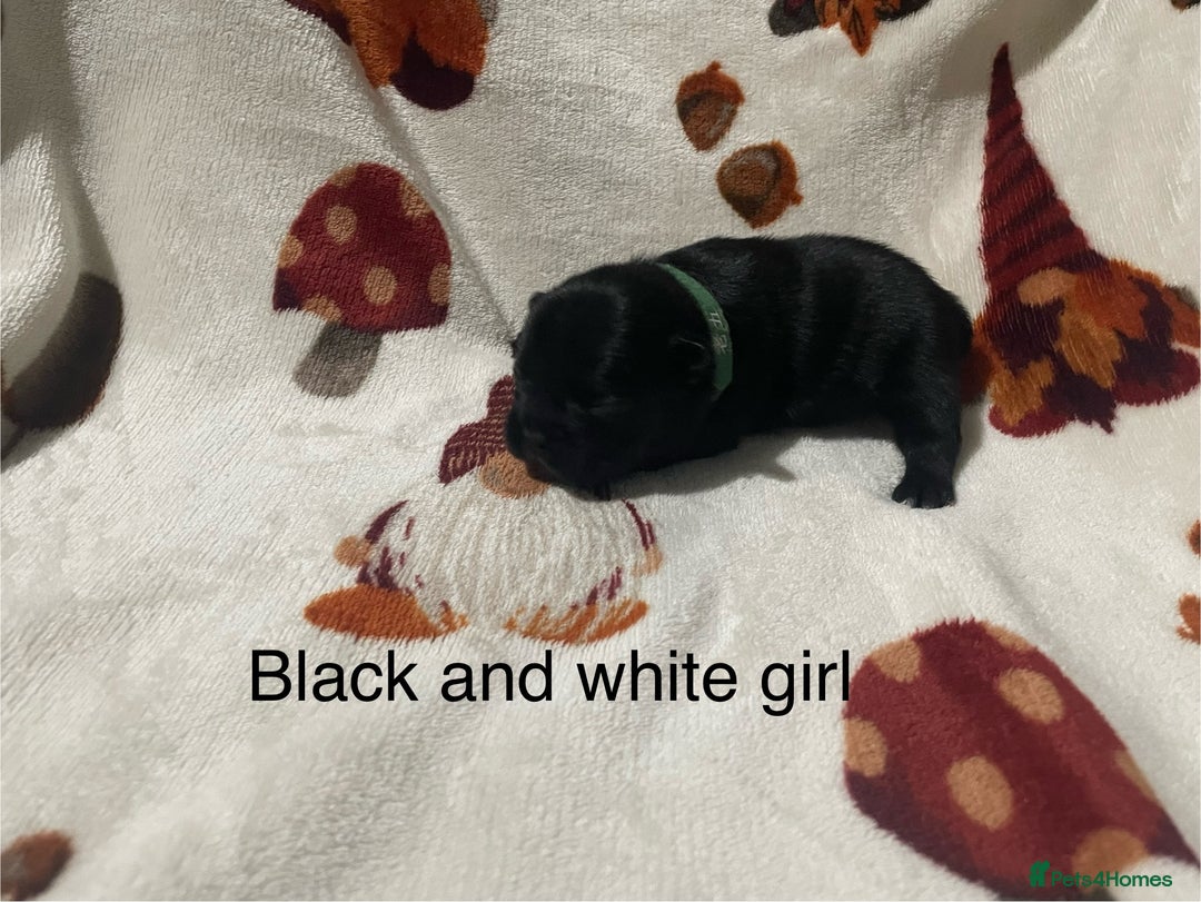 French Bulldog dogs for sale: French bulldog puppies - Image 15