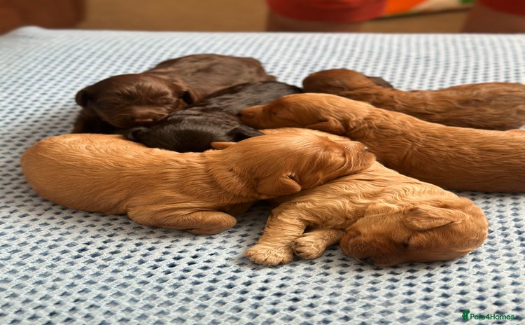 Cavapoo dogs - Advert 2