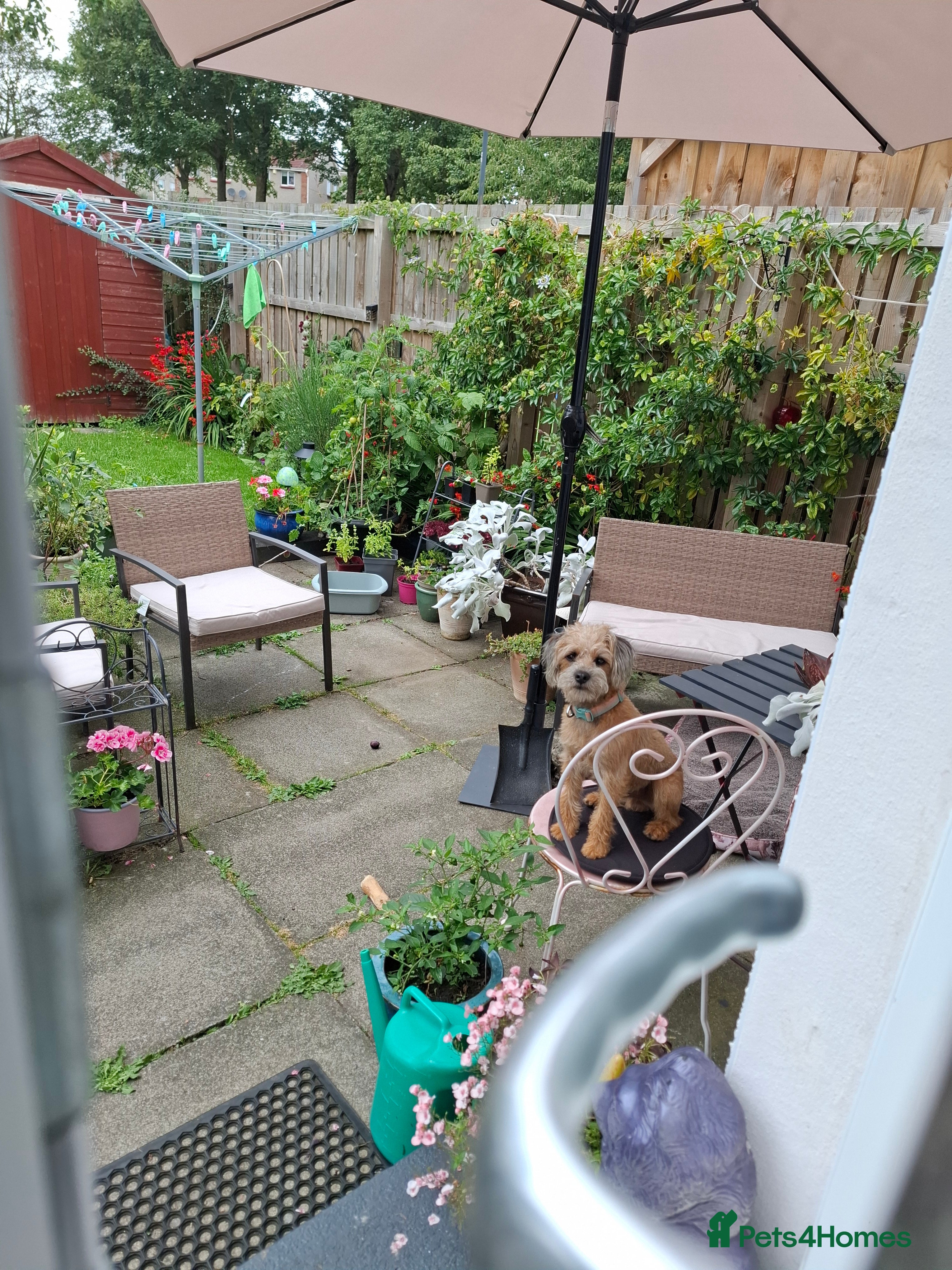 Mixed Breed dogs Alfie 1 year old male.  - Advert 1