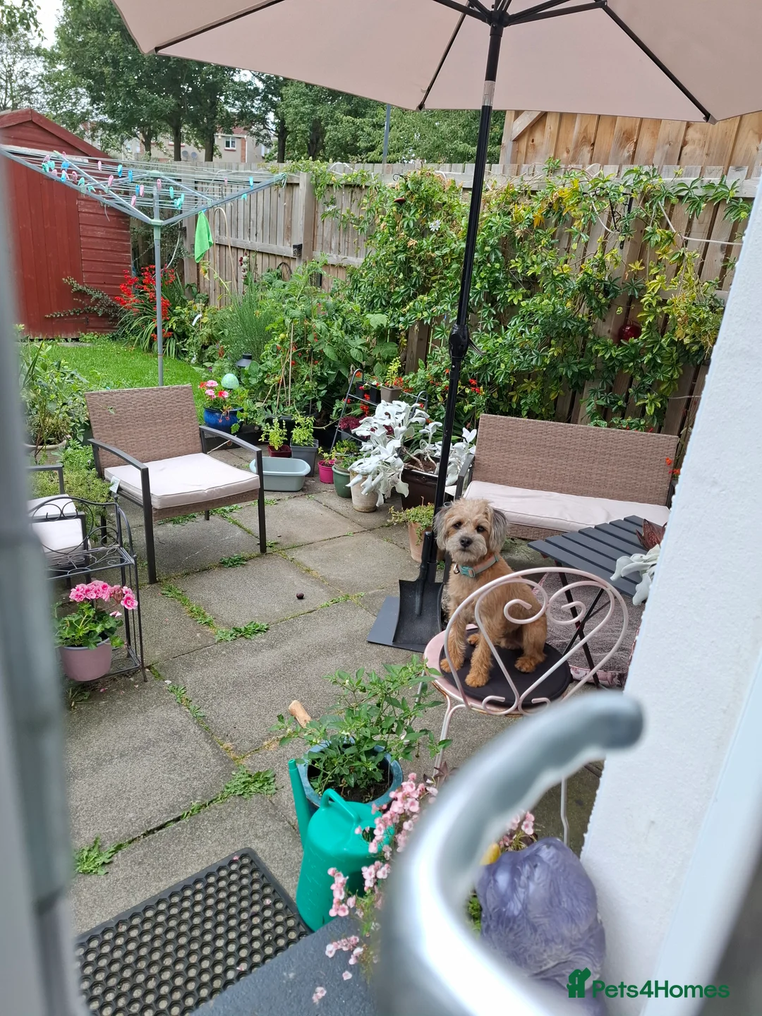 Mixed Breed dogs for sale: Alfie 1 year old male.  - Advert 1