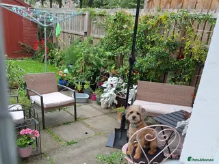 Mixed Breed dogs Alfie 1 year old male. - Advert 20