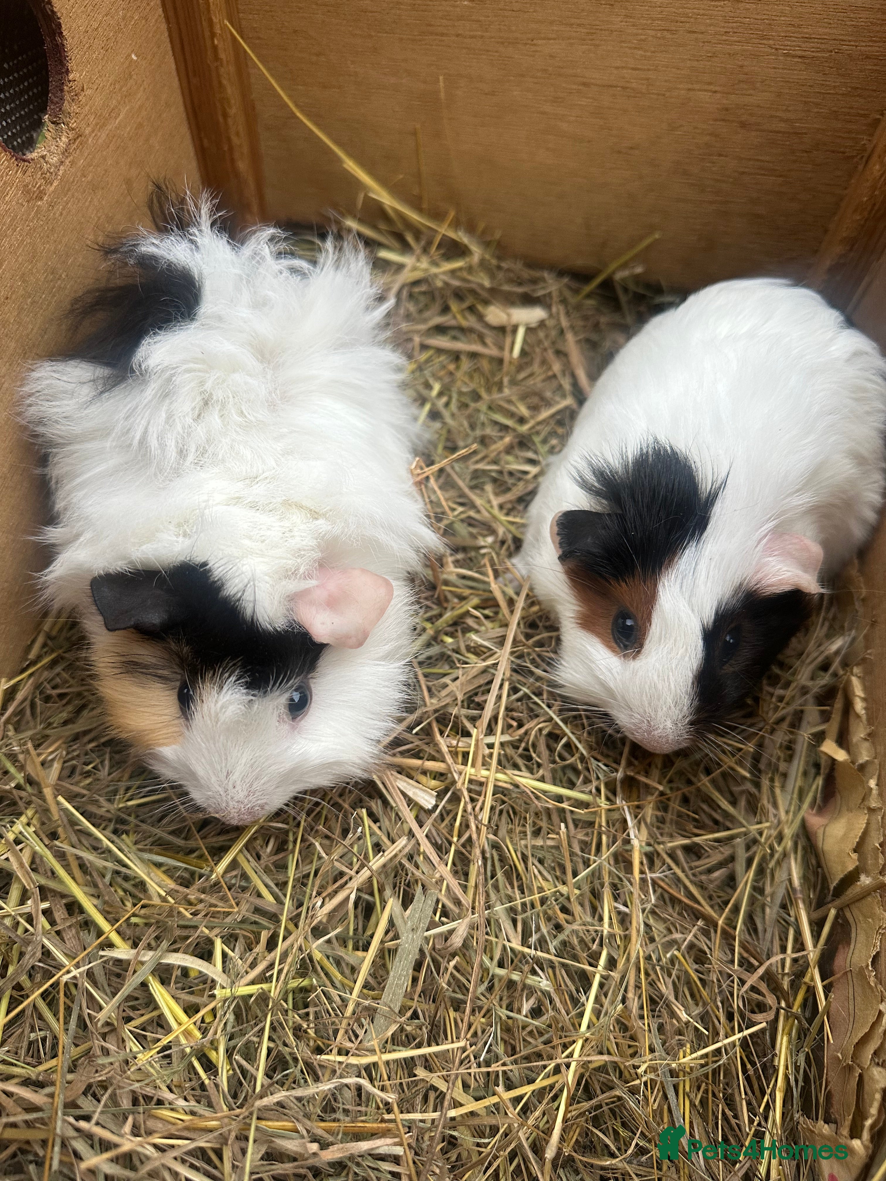 Guinea Pig rodents Last 2  pretty female guinea pigs. - Advert 6