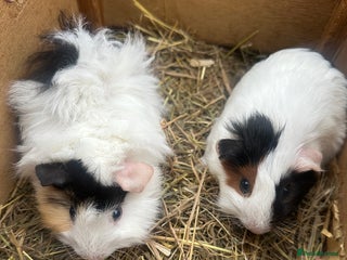 Guinea Pig rodents Last 2 pretty female guinea pigs. - Advert 6