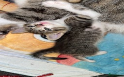 Mixed Breed cats for sale: 1 male left! - Image 2