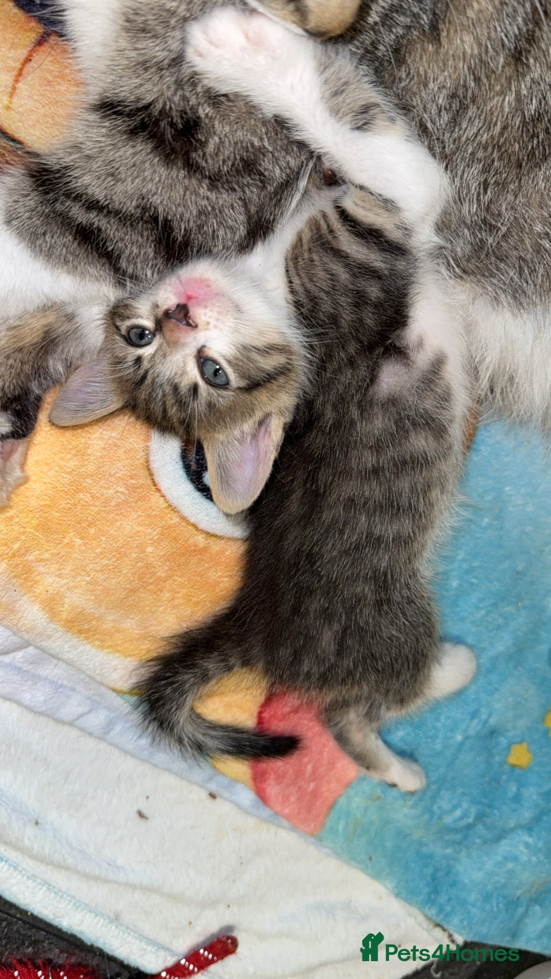 Mixed Breed cats for sale: 1 male left! - Image 2