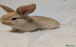 Mixed Breed rabbits for sale: New seller of rabbits - Image 17