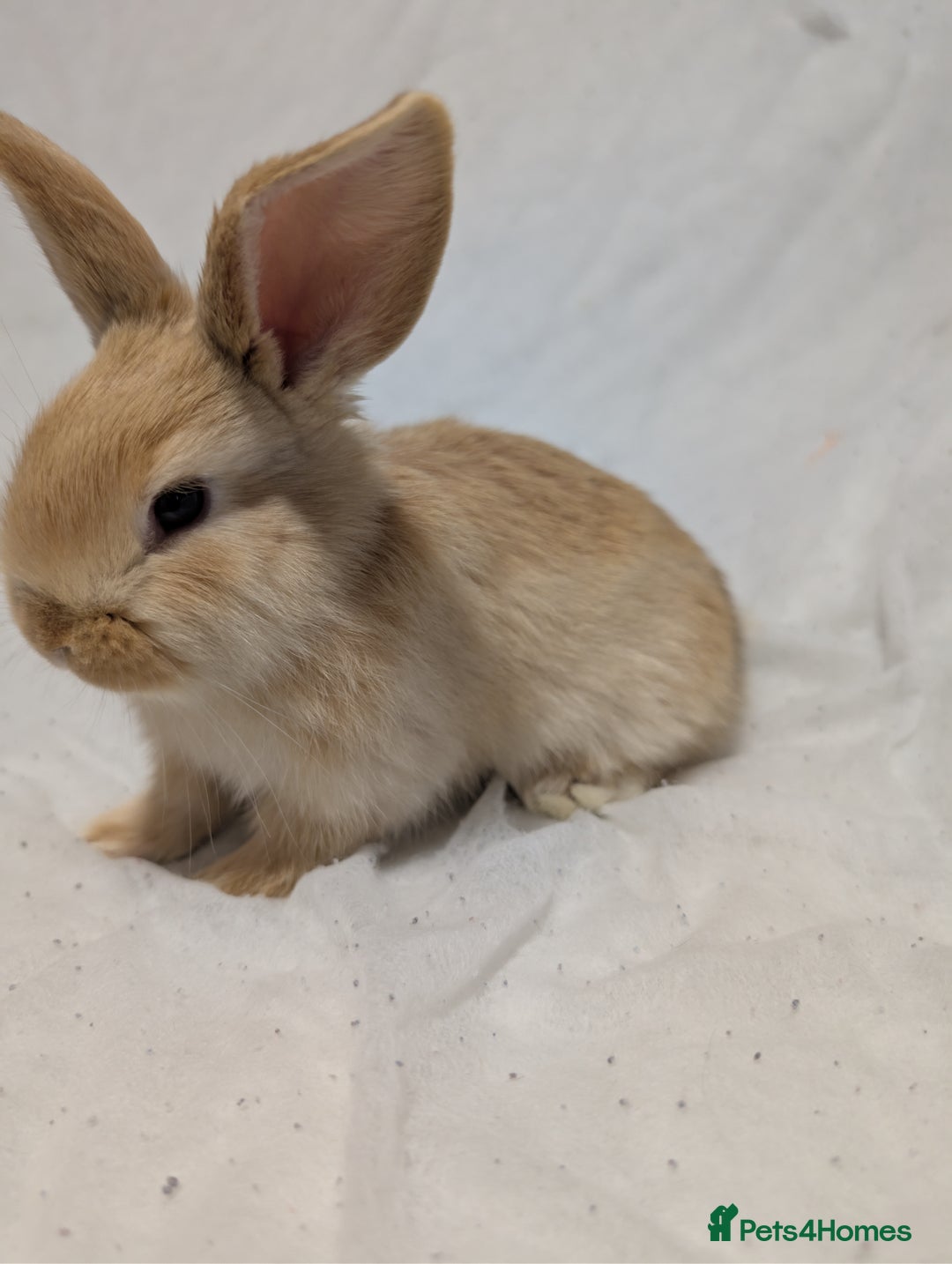 Mixed Breed rabbits for sale: New seller of rabbits - Image 17