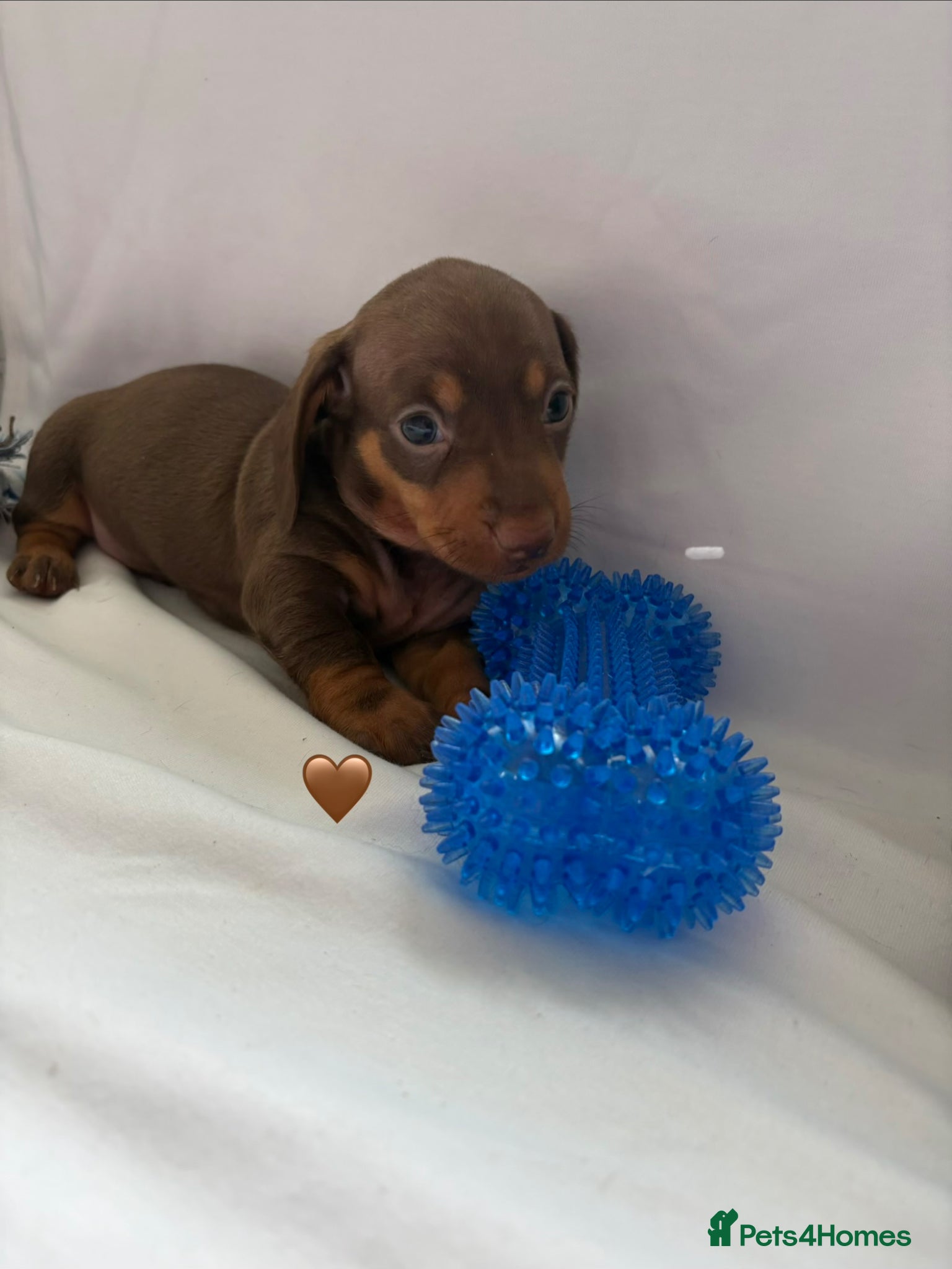 Miniature Dachshund dogs 2 Stunning Miniature Dachshund Puppies Left - Advert 18