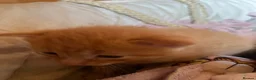Domestic Shorthair cats for sale: Beautiful kittens looking for 5 star forever homes - Advert 13