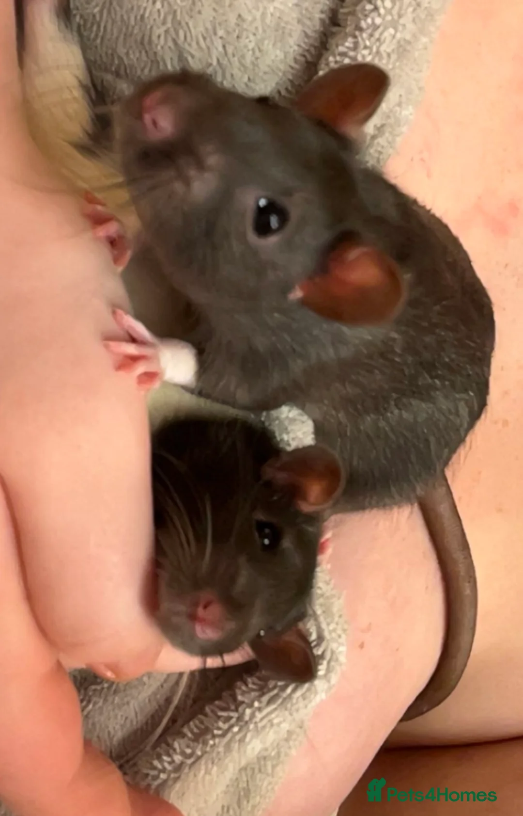 Rat rodents for sale: 2x all black and black and white male Rats in London - Advert 3