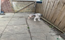 Chinese Crested dogs for sale: Need a new sofa to sleep on  - Image 5