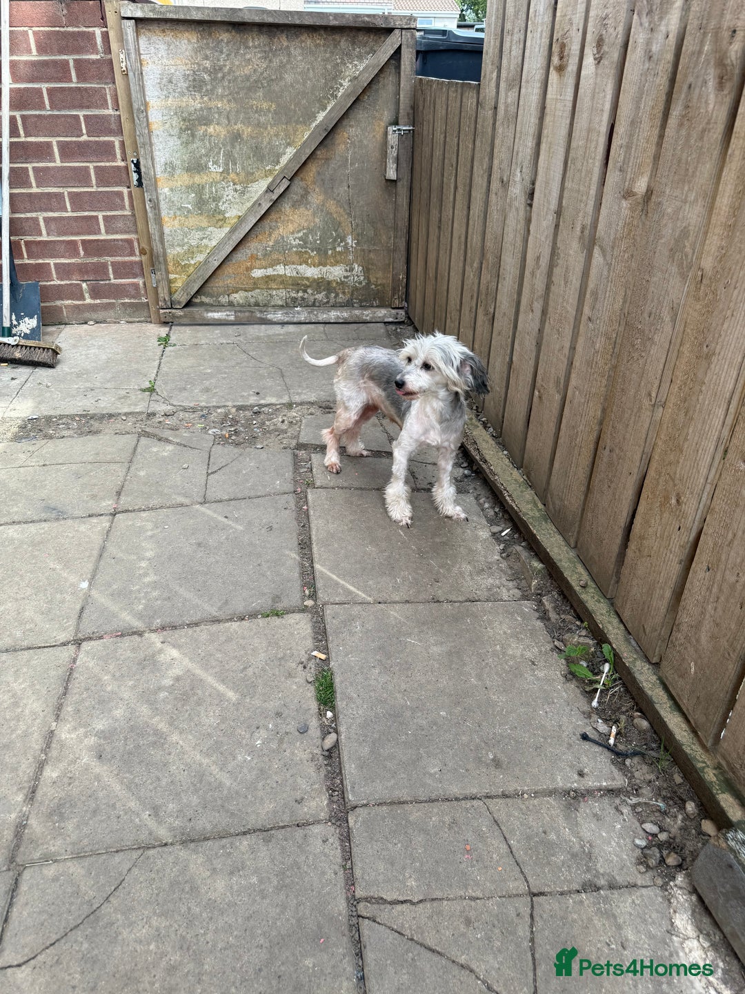 Chinese Crested dogs for sale: Need a new sofa to sleep on  - Image 5