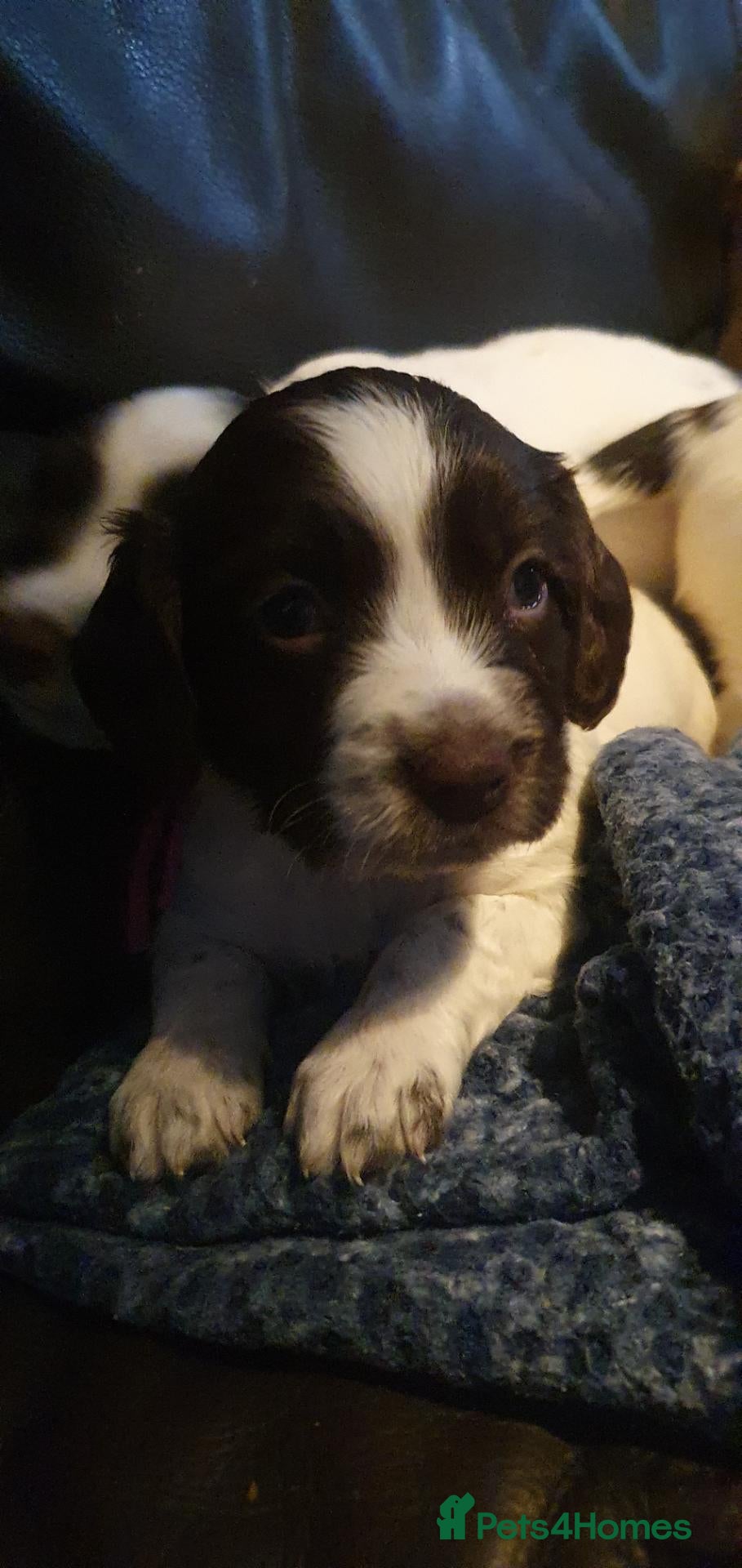English Springer Spaniel dogs for sale: Beautiful springer spaniel puppies - Advert 2