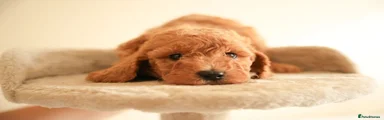 Cockapoo 1