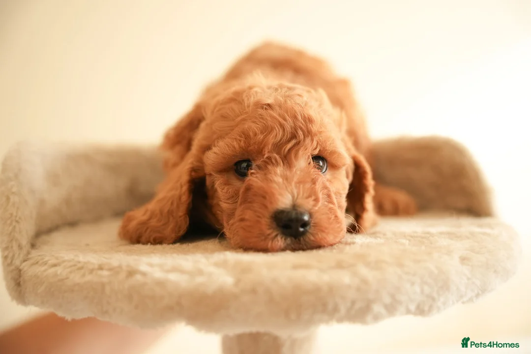 Cockapoo dogs for sale: Gorgeous Cockapoo For Sale  - Advert 2