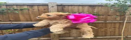 Cockapoo dogs for sale: Cockapoo F1 Gorgeous Puppies 🐶❤️ - Advert 9