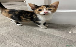 Mixed Breed cats for sale: Little Calico kitten! Pls read ad.. - Image 2