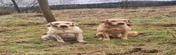 Labrador Retriever dogs for stud: LABRADOR STUD FTW SCARRABUS VANGUARD  - Advert 2