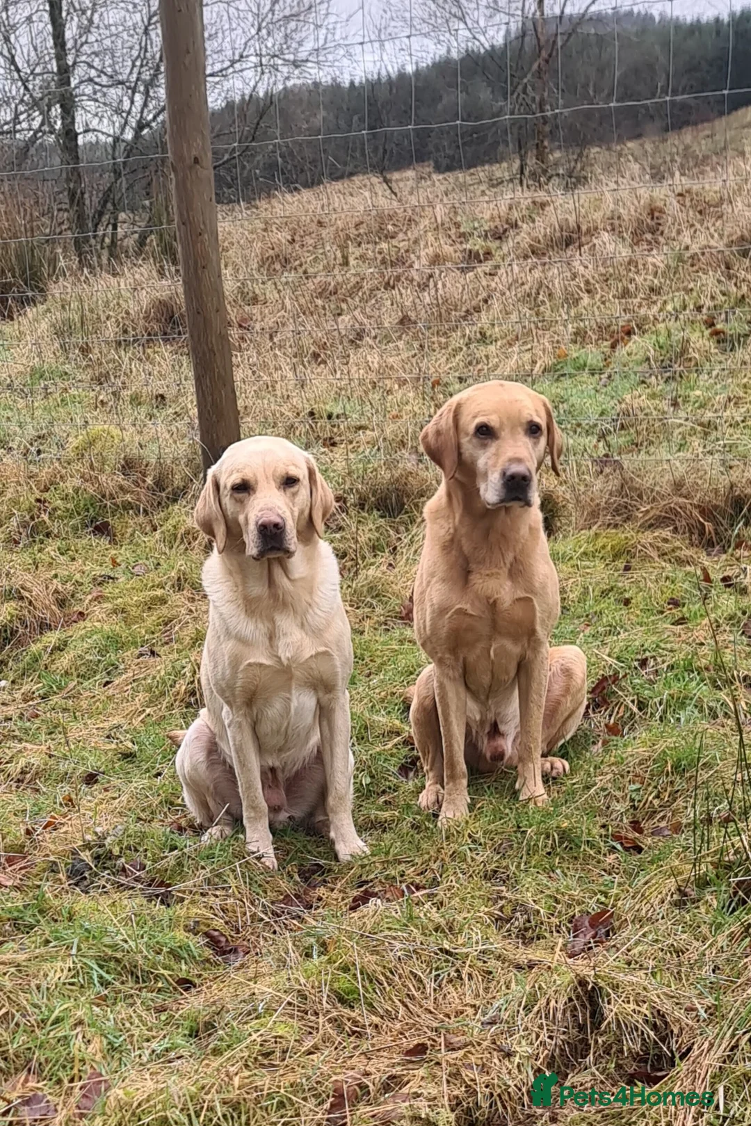Labrador Retriever dogs for stud: LABRADOR STUD FTW SCARRABUS VANGUARD  - Advert 2