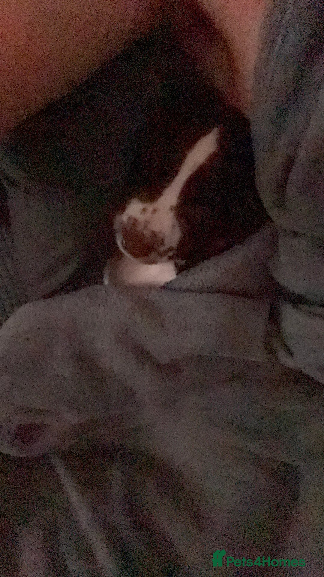 Sprocker dogs for sale: BENJI needs rehoming  - Image 7