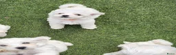 Mixed Breed dogs for sale: Bichion x Maltese puppys - Advert 6