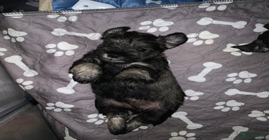 Miniature Schnauzer dogs Miniature Schnauzers for sale!  - Advert 4
