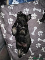 Miniature Schnauzer dogs Miniature Schnauzers for sale! - Advert 4