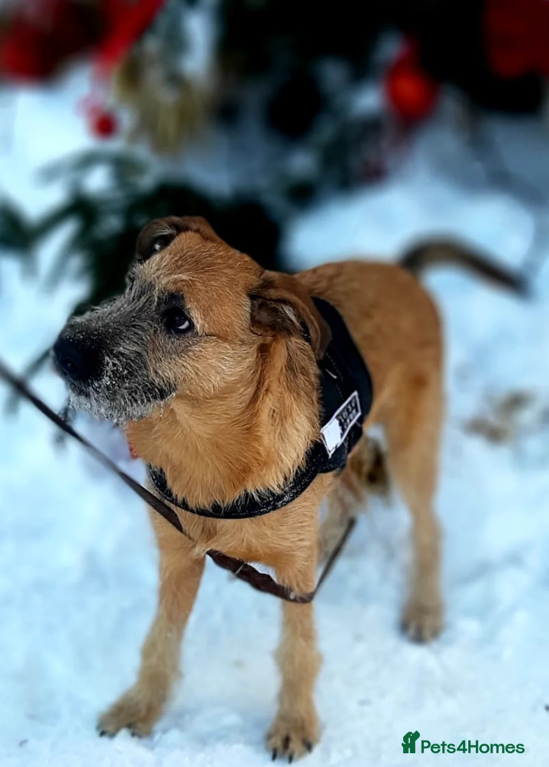 Mixed Breed dogs for adoption: 💙NIKE💙7 month old boy who lives with 17 cats🐱😍 - Advert 2