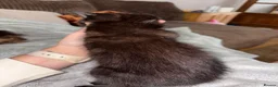 Mixed Breed cats for sale: Two kittens ready to leave on Sunday  - Advert 8