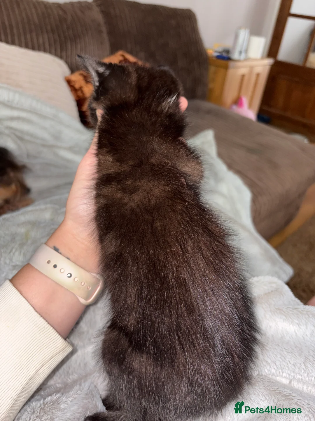 Mixed Breed cats for sale: Two kittens ready to leave on Sunday  - Advert 8