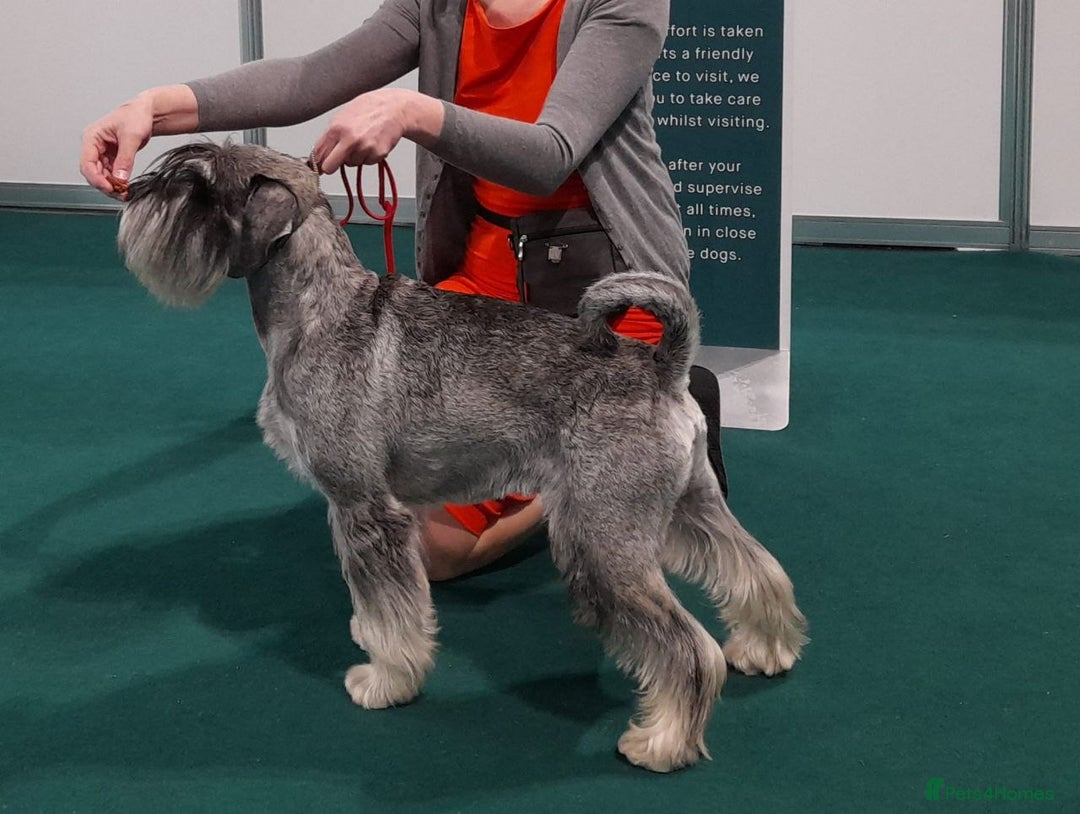 Schnauzer dogs for sale: Standard Schnauzer Puppies  - Advert 5