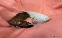 Boxer dogs for sale: Quality litter of boxer puppies - Advert 2