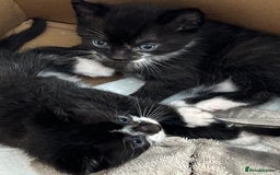 Mixed Breed cats for sale: 3 x Black and white tuxedo male kittens £200 each - Image 8