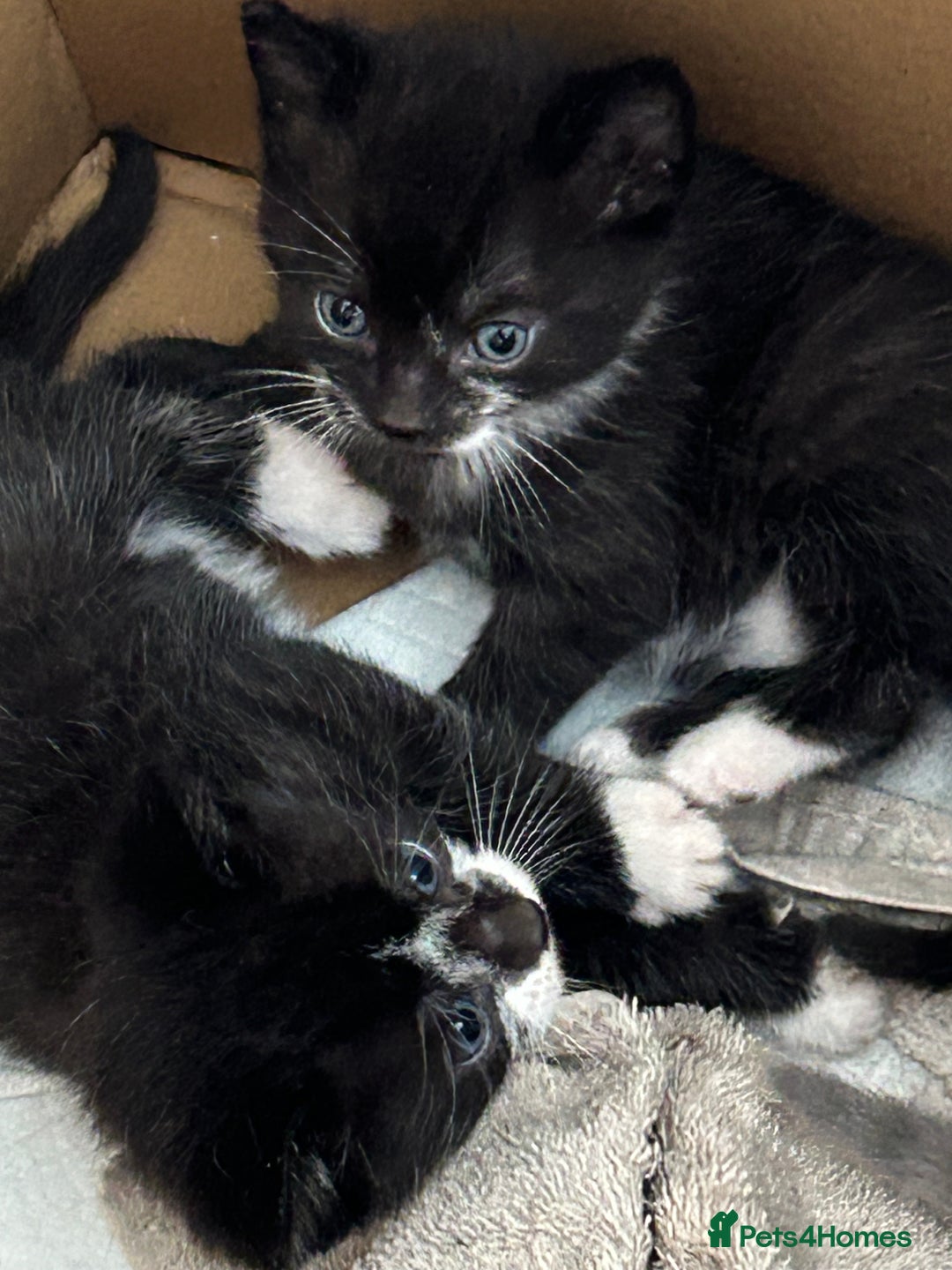 Mixed Breed cats for sale: 3 x Black and white tuxedo male kittens £200 each - Image 8