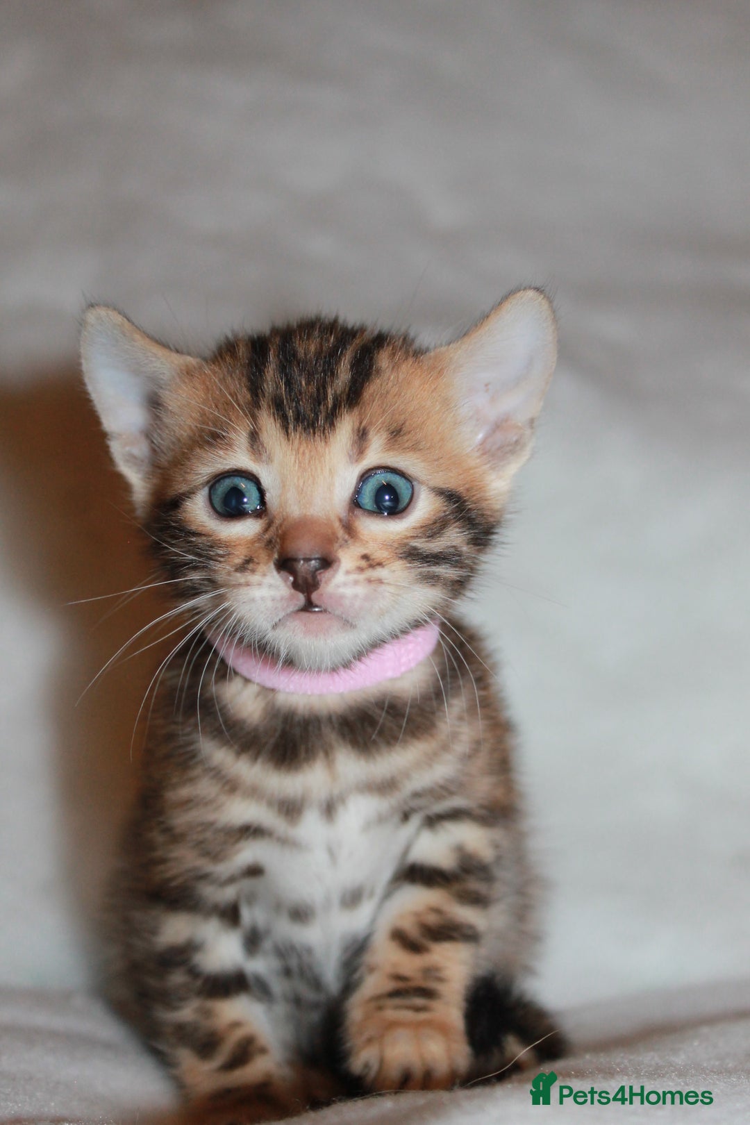 Bengal cats for sale: Gorgeous TICA Bengal Kittens - Ready 15/01/2026 - Advert 13