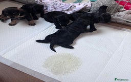 Mixed Breed dogs for sale: Miniature Schnauzer X Cockapoo - Image 19